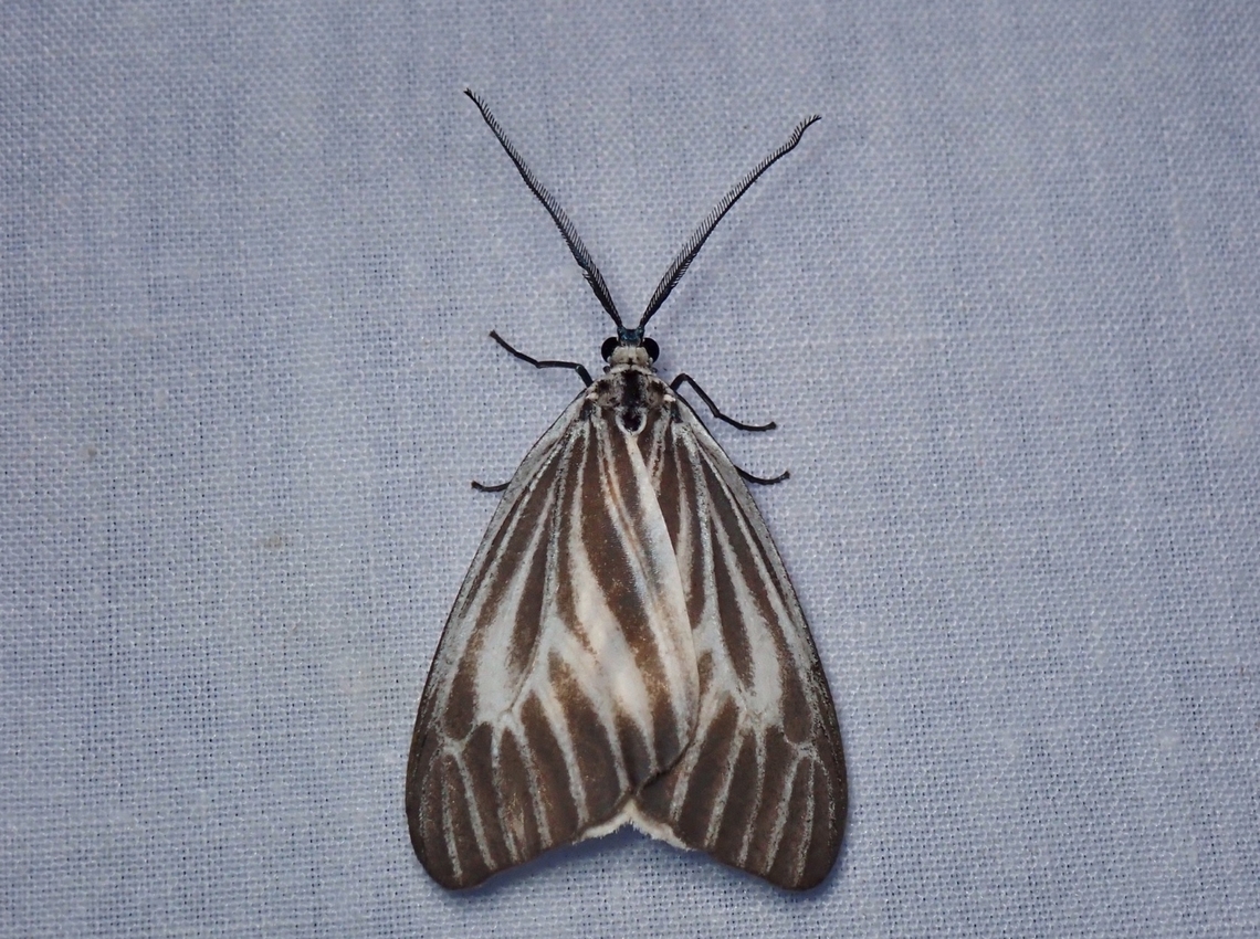 Burnet Moth - Pseudonyctemera dissimulata  Burnet Moth,Kelantan,Malaysia,Moth,Pseudonyctemera dissimulata