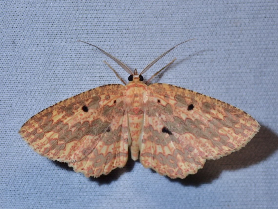 Moth - Borbacha punctipardaria  Borbacha punctipardaria,Malaysia,Moth,Sabah