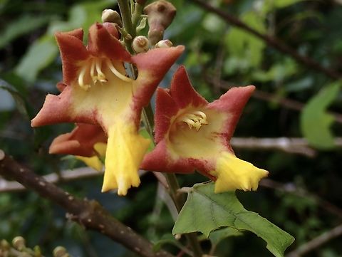 Kashmir Tree - Gmelina arborea`  Flower,Gmelina arborea,Kashmir Tree,Palawan,Philippines,Plant