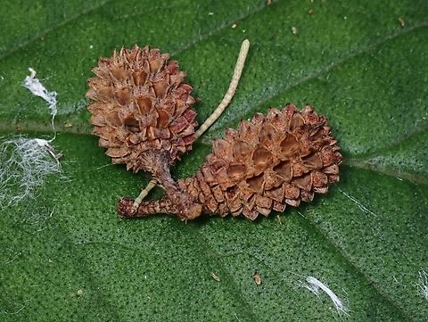 Beach Sheoak - Casuarina equisetifolia  Beach Sheoak,Casuarina equisetifolia,Fruit,Palawan,Philippines,Plant