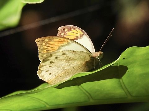 Great Orange Tip - Hebomoia glaucippe Butterfly,Great orange tip,Hebomoia glaucippe,Taipei,Taiwan