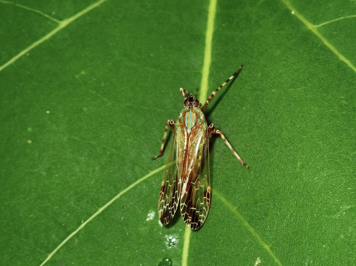 Dictyopharid Planthopper - Orthopagus splendens  Dictyopharid Planthopper,Hopper,Malaysia,Orthopagus splendens,Penang,Planthopper