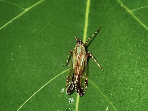 Dictyopharid Planthopper - Orthopagus splendens  Dictyopharid Planthopper,Hopper,Malaysia,Orthopagus splendens,Penang,Planthopper