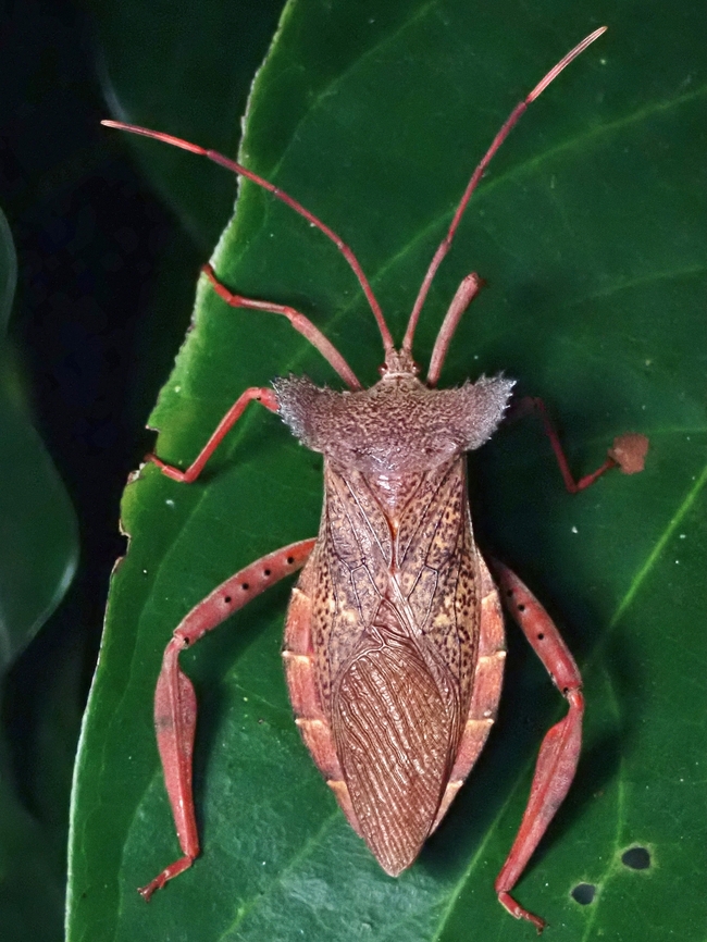 Leaf-Footed Bug - Prionolomia gigas Vietnam, not Viet Nam Leaf-Footed Bug,Prionolomia gigas,Vietnam