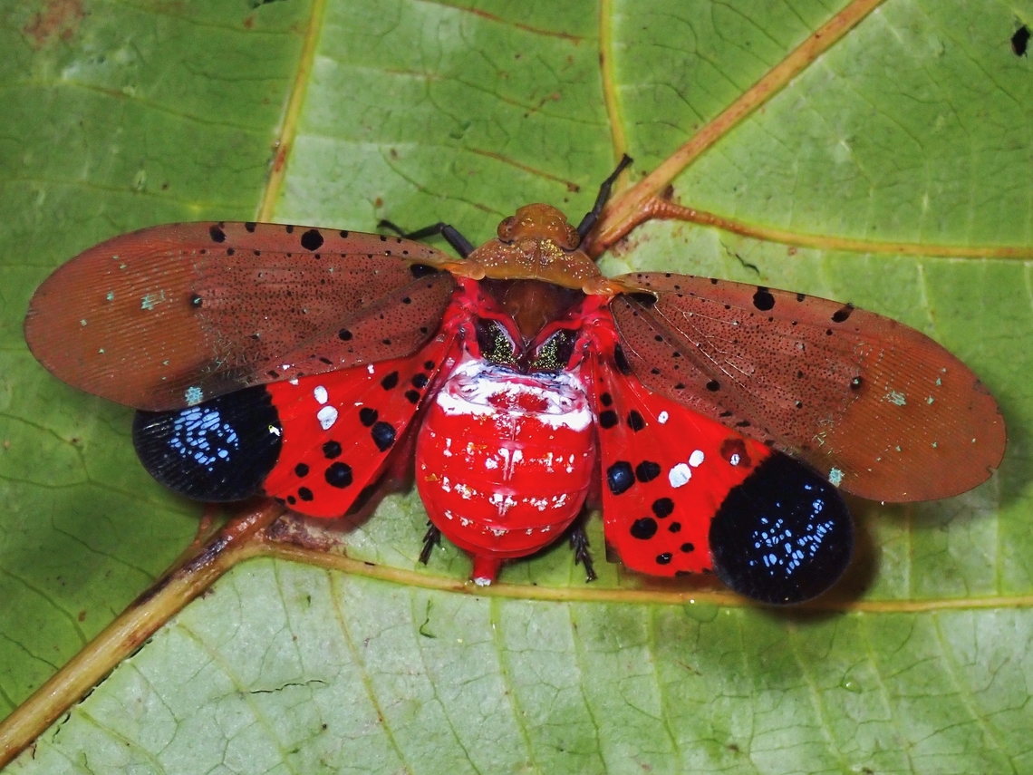 Lanternbug - Penthicodes atomaria  Lanternbug,Penthicodes atomaria,Vietnam
