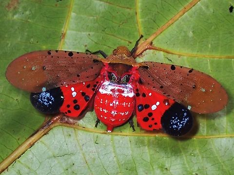 Lanternbug - Penthicodes atomaria  Lanternbug,Penthicodes atomaria,Vietnam