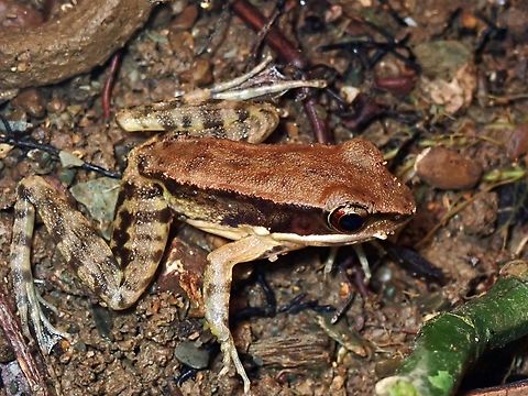 Black-Striped Frog - Sylvirana nigrovittata Black Striped Frog,Frog,Sylvirana nigrovittata,Vietnam