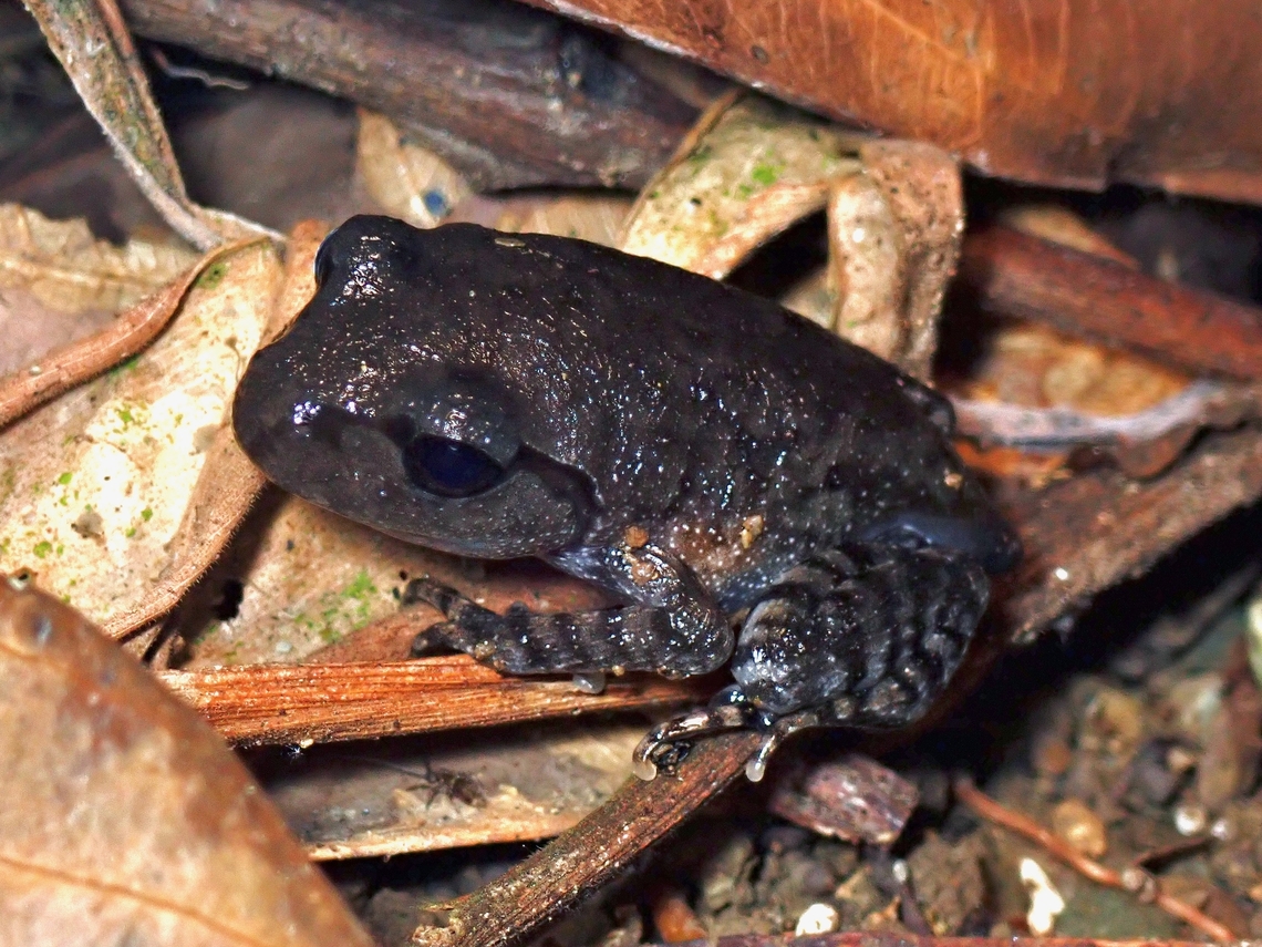 Ugly Ugly but rare, or probably often overlooked (?)<br />
From VIETNAM, not Guangxi Leptobrachium guangxiensem,Vietnam