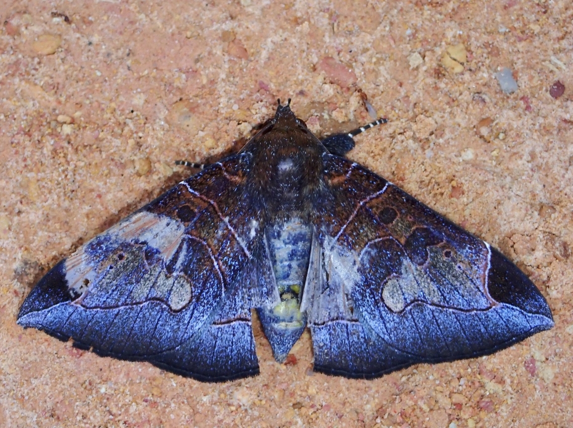 Moth - Platyja torsilinea Not sure which sub-species - Platyja torsilinea torsilinea or Platyja torsilinea ciacula Malaysia,Moth,Platyja torsilinea,Sabah