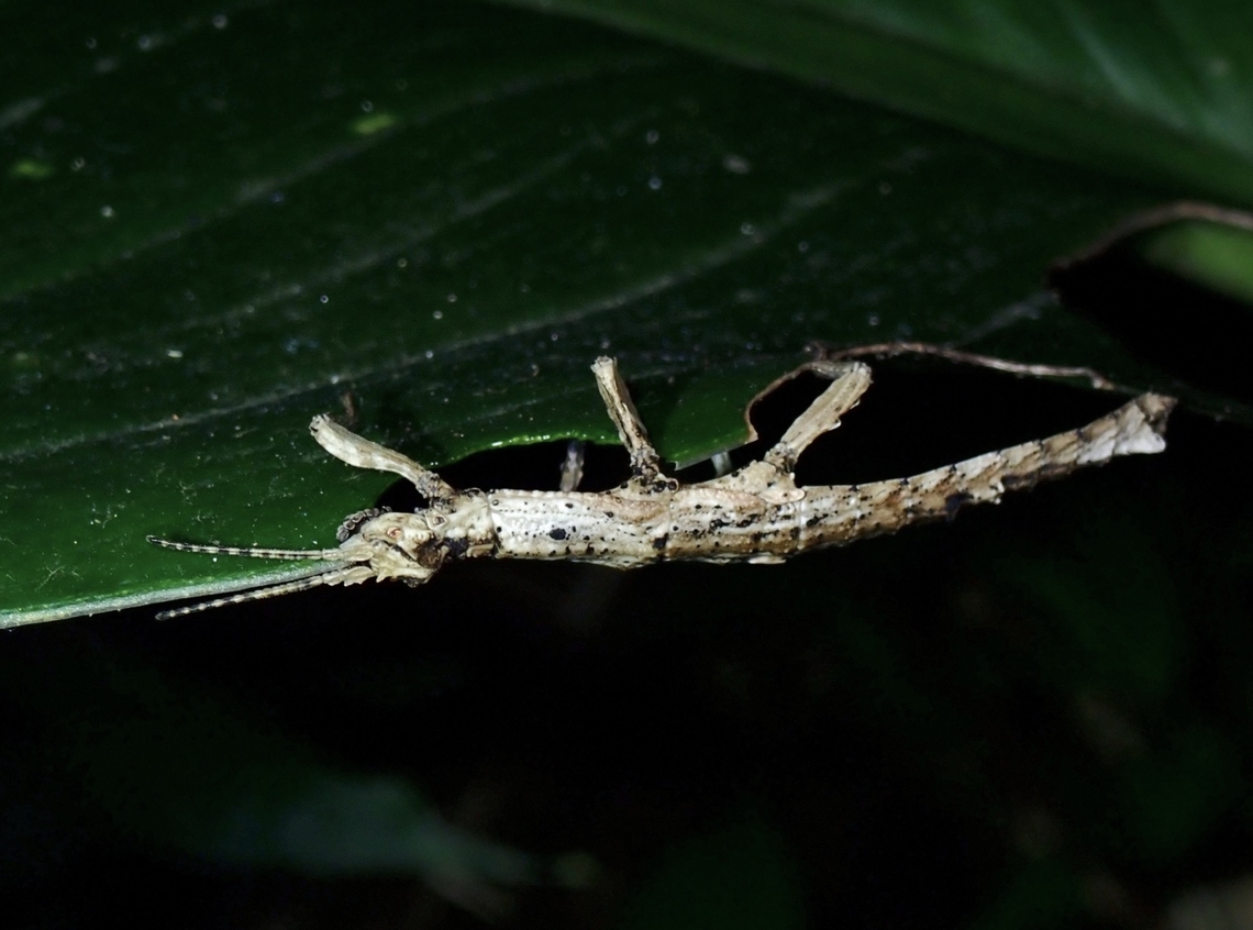 Phasmid/Stick Insect - Orestes shirakii  Orestes shirakii,Phasmatodea,Phasmid,Phasmida,Stick Insect,Taipei,Taiwan