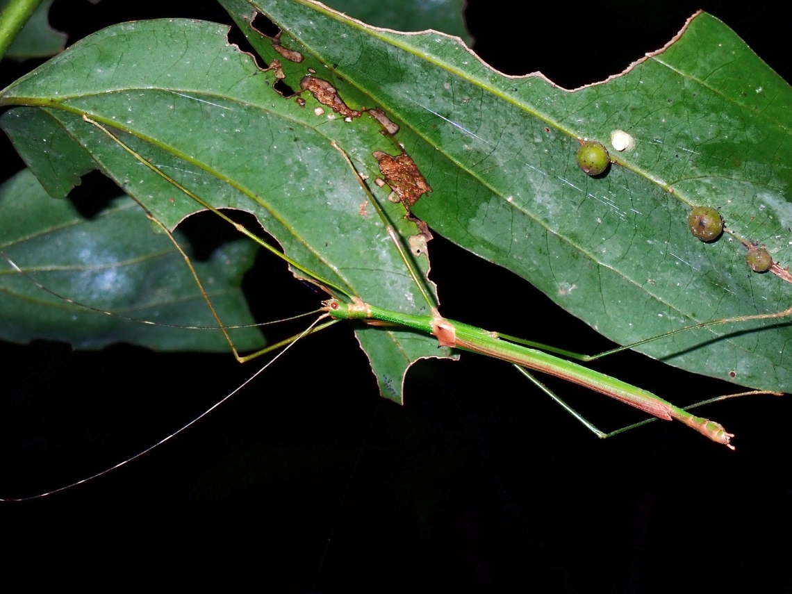 Phasmid/Stick Insect - Marmessoidea bispina VIETNAM Marmessoidea bispina,Phasmatodea,Phasmid,Phasmida,Stick Insect,Vietnam