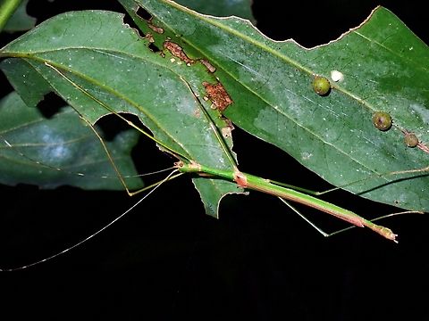 Phasmid/Stick Insect - Marmessoidea bispina VIETNAM Marmessoidea bispina,Phasmatodea,Phasmid,Phasmida,Stick Insect,Vietnam