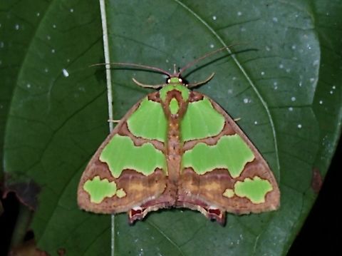 Emerald Moth - Agathia cara  Agathia cara,Emerald Moth,Moth,Palawan,Philippines