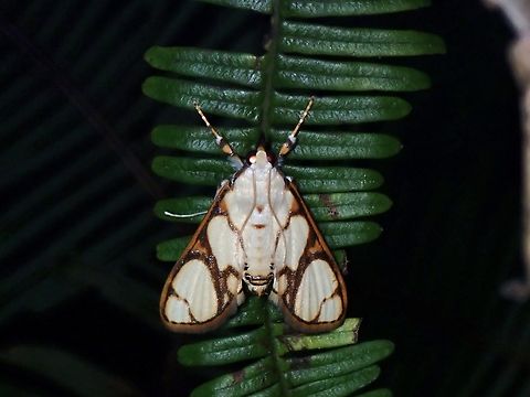 Pearl Moth - Cirrhochrista fumipalpis  Cirrhochrista fumipalpis,Moth,Palawan,Pearl Moth,Philippines