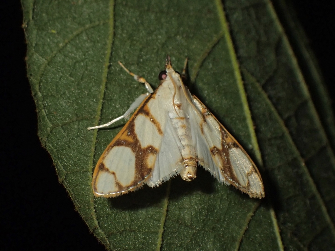 Pearl Moth - Cirrhochrista fumipalpis  Cirrhochrista fumipalpis,Malaysia,Moth,Pearl Moth,Penang