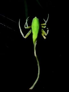 Dead Leaf Orbweaver Spider - Poltys idae VIETNAM Dead Leaf Orbweaver Spider,Orbweaver Spider,Poltys idae,Spider,Vietnam