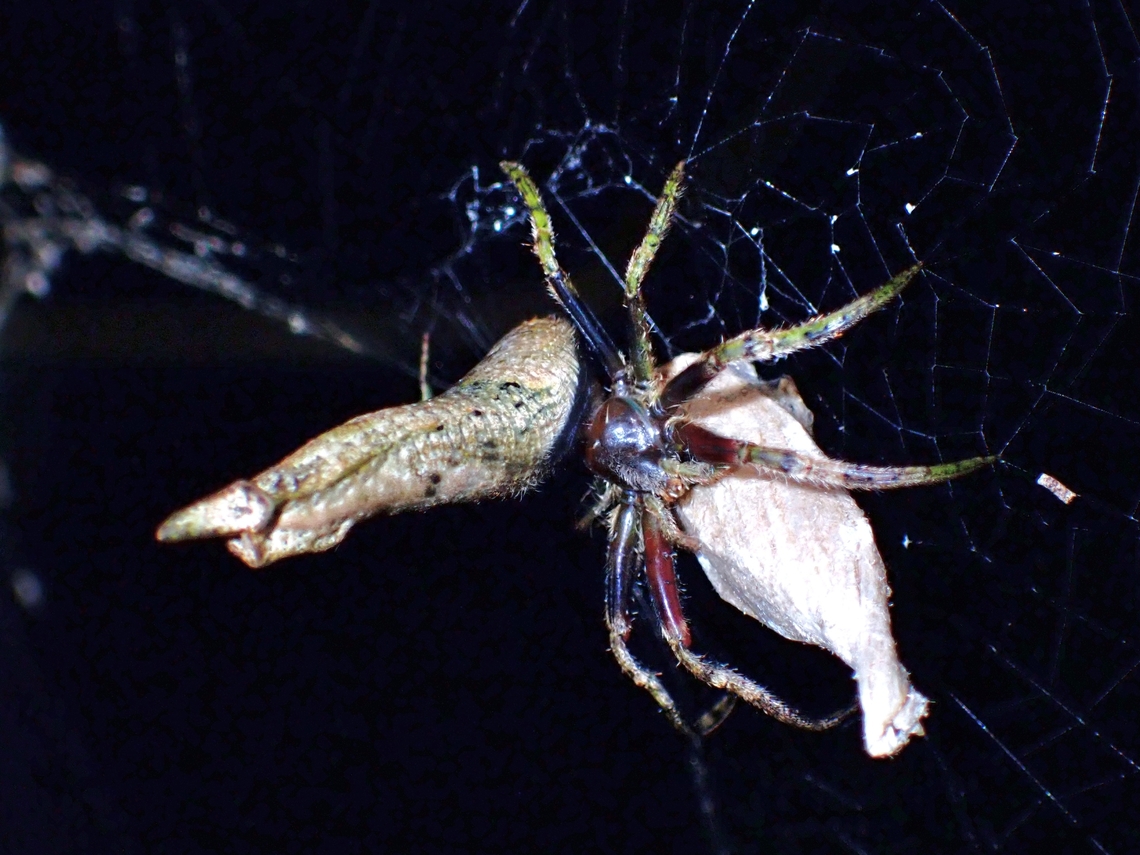Twig Spider - Poltys elevatus VIETNAM<br />
<br />
With egg sac Orbweaver Spider,Poltys elevatus,Spider,Twis Spider,Vietnam