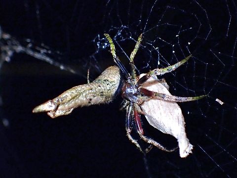Twig Spider - Poltys elevatus VIETNAM

With egg sac Orbweaver Spider,Poltys elevatus,Spider,Twis Spider,Vietnam