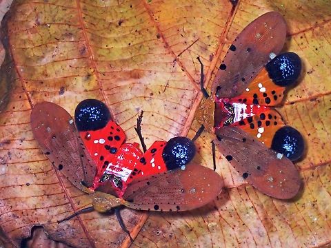 Flashy Flashy VIETNAM Hopper,Lanternbug,Penthicodes atomaria,Planthopper,Vietnam