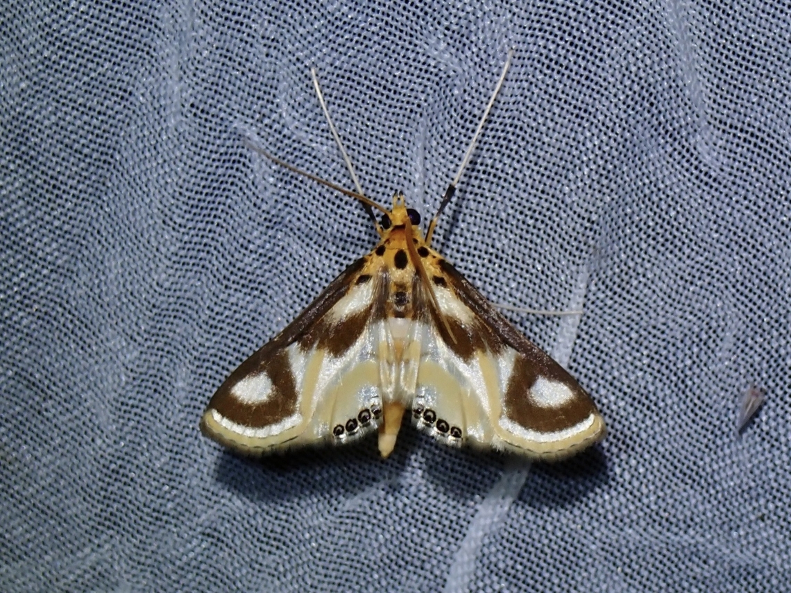 China-Mark Moth - Eoophyla snelleni  China-Mark Moth,Eoophyla snelleni,Moth,Palawan,Philippines