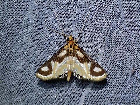 China-Mark Moth - Eoophyla snelleni  China-Mark Moth,Eoophyla snelleni,Moth,Palawan,Philippines