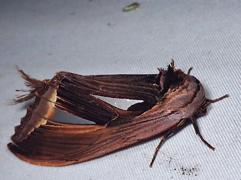 Prominent Moth - Tarsolepis malayana  Malaysia,Moth,Prominent Moth,Sabah,Tarsolepis malayana