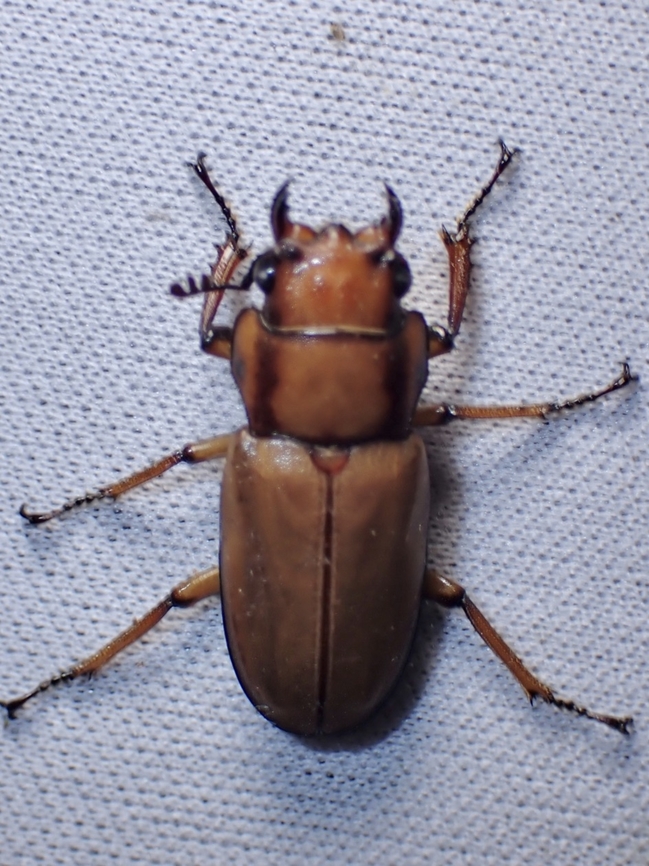 Stag Beetle - Cyclommatus dehaani  Beetle,Cyclommatus dehaani,Malaysia,Sabah,Stag Beetle