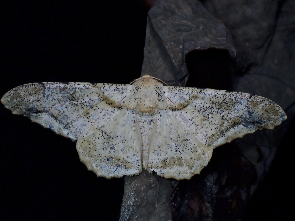 Moth - Biston subflavus  Biston subflavus,Moth,Palawan,Philippines