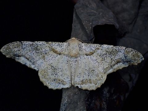 Moth - Biston subflavus  Biston subflavus,Moth,Palawan,Philippines