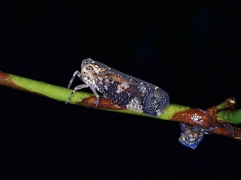 Mystic!  Goniopsara mystica,Hopper,Malaysia,Planthopper,Selangor