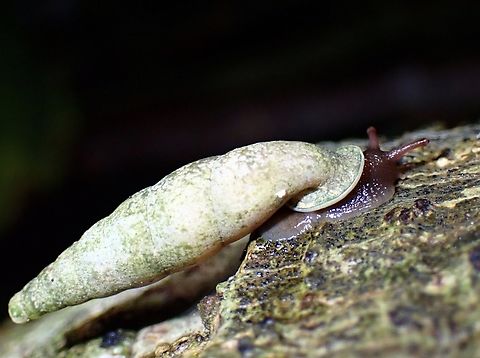 Door Snail - Tropidauchenia proctostoma VIETNAM Door Snail,Snail,Tropidauchenia proctostoma,Vietnam