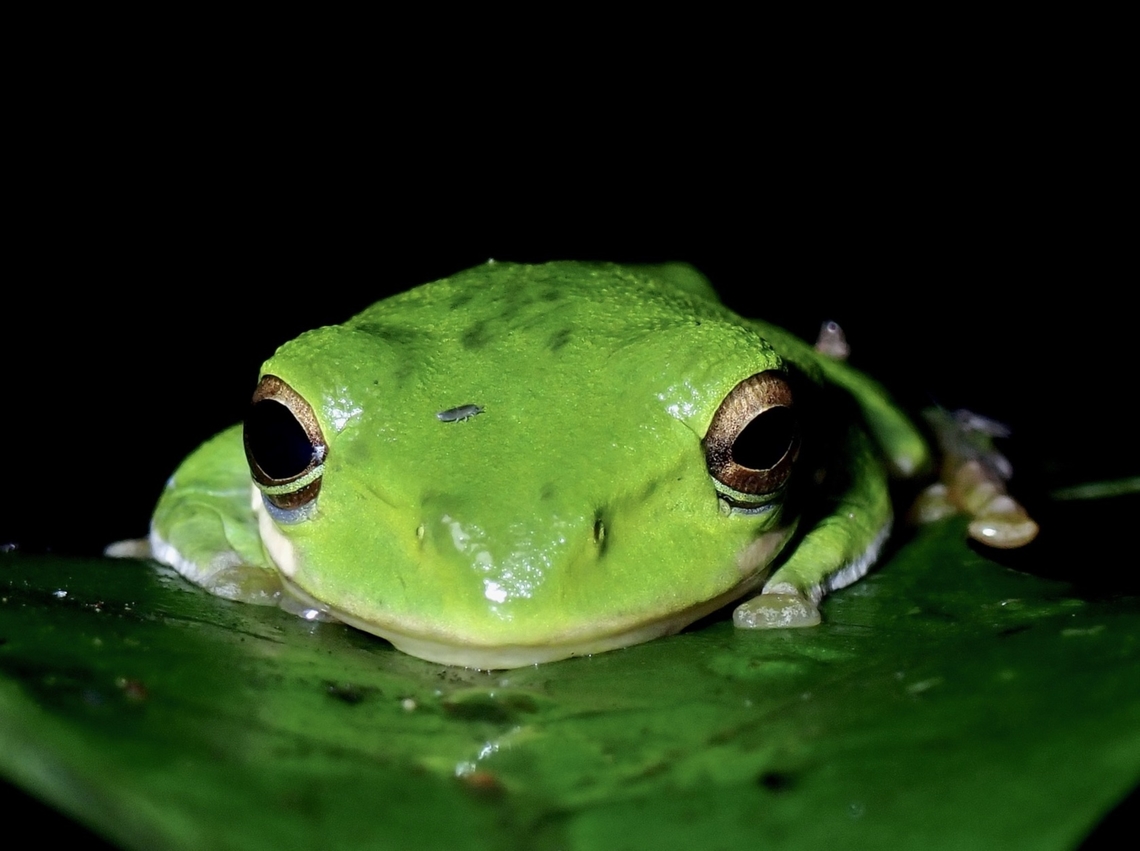 Shrub Frog - Zhangixalus pachyproctus VIETNAM Frog,Shrub Frog,Vietnam,Zhangixalus pachyproctus