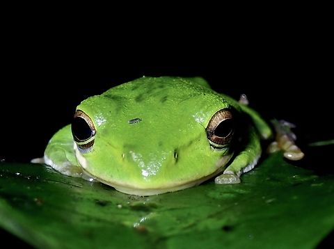 Shrub Frog - Zhangixalus pachyproctus VIETNAM Frog,Shrub Frog,Vietnam,Zhangixalus pachyproctus