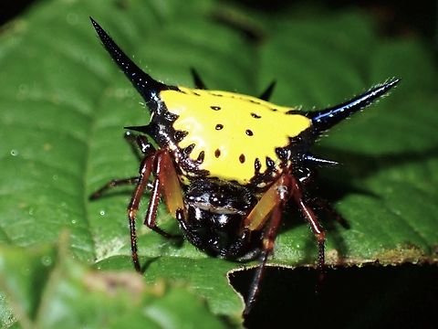 Spiny Orbweaver Spider - Macracantha hasselti  Hasselt's Spiny Spider,Macracantha hasselti,Orbweaver Spider,Spider,Spiny Orbweaver Spider,Vietnam