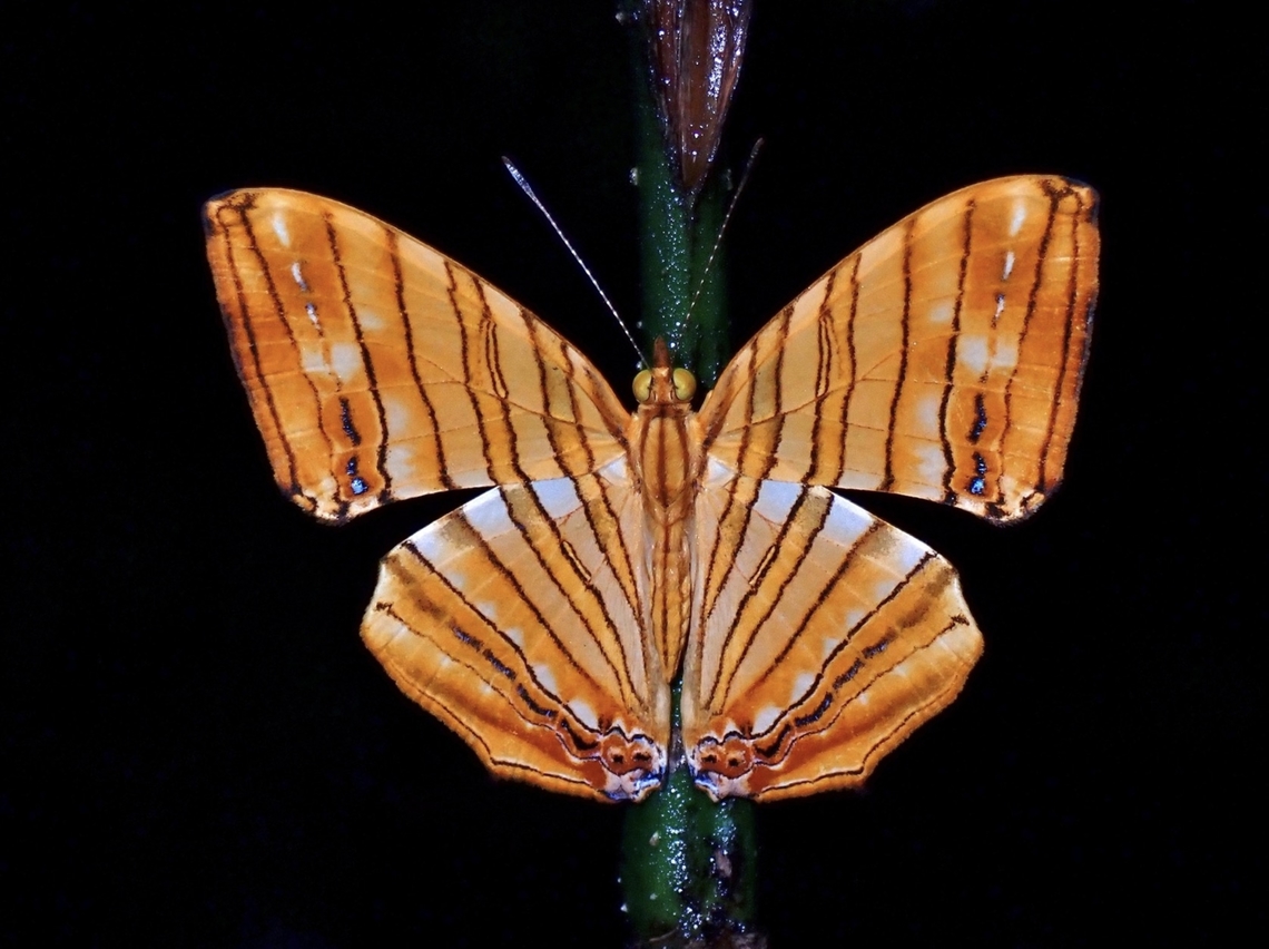 Common Maplet - Chersonesia risa VIETNAM Butterfly,Chersonesia risa,Common Maplet,Vietnam