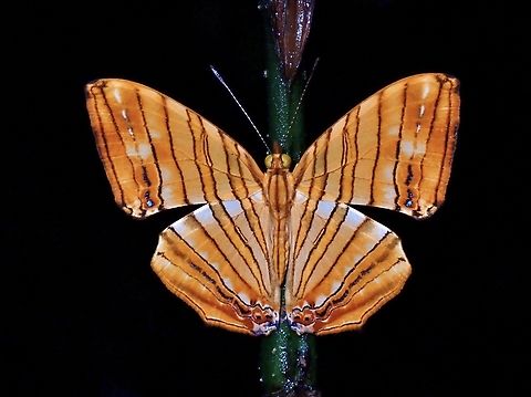 Common Maplet - Chersonesia risa VIETNAM Butterfly,Chersonesia risa,Common Maplet,Vietnam