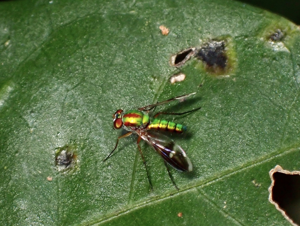 Fly - Complex Chrysosoma vittatum  Chrysosoma vittatum,Complex Chrysosoma vittatum,Fly,Malaysia,Selangor