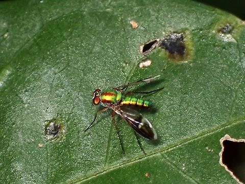 Fly - Complex Chrysosoma vittatum  Chrysosoma vittatum,Complex Chrysosoma vittatum,Fly,Malaysia,Selangor