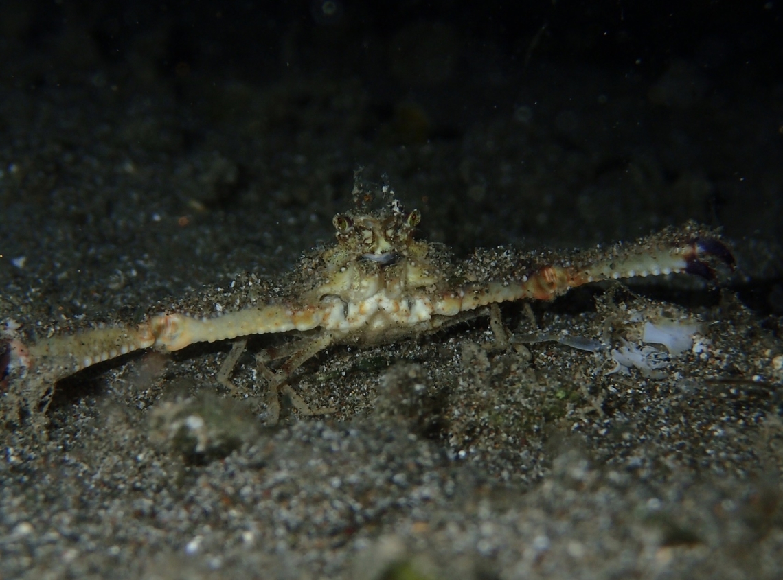 Seagrass Elbow Crab - Rhinolambrus pelagicus  Anilao,Batangas,Crab,Elbow Crab,Philippines,Rhinolambrus pelagicus,Seagrass Elbow Crab