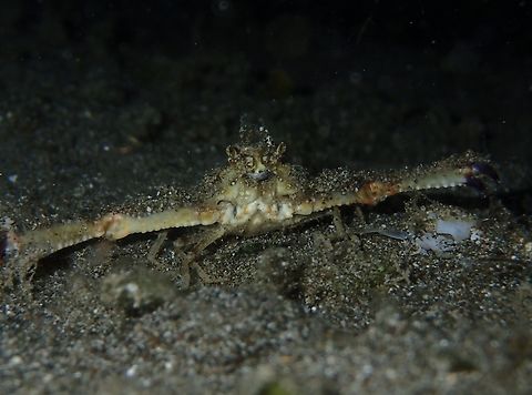 Seagrass Elbow Crab - Rhinolambrus pelagicus  Anilao,Batangas,Crab,Elbow Crab,Philippines,Rhinolambrus pelagicus,Seagrass Elbow Crab