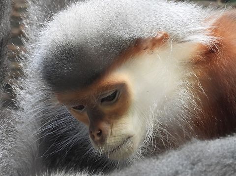 1 of 1,000 VIETNAM Douc,Grey-Shanked Douc Langur,Langur,Monkey,Pygathrix cinerea,Vietnam