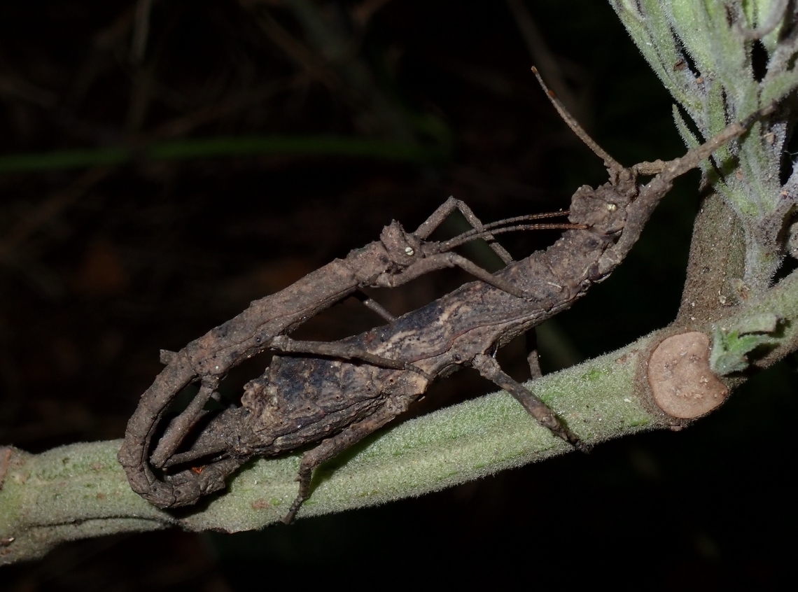 Foreplay? Caressing with antennae<br />
<br />
VIETNAM Orestes subcylindricus,Phasmatodea,Phasmid,Phasmida,Stick Insect,Vietnam
