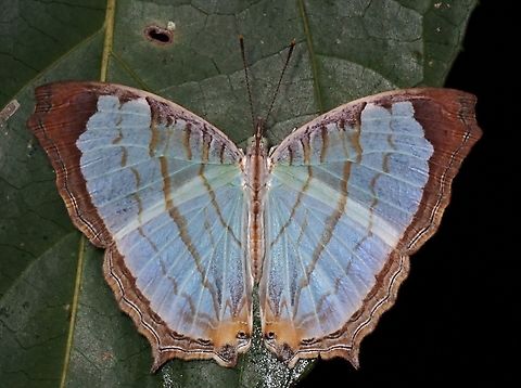 Little Mapwing - Cyrestis themire VIETNAM Butterfly,Cyrestis themire,Little Mapwing,Mapwing,Vietnam