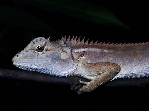 Emma VIETNAM Calotes emma,Forest Garen Lizard,Garden Lizard,Lizard,Vietnam