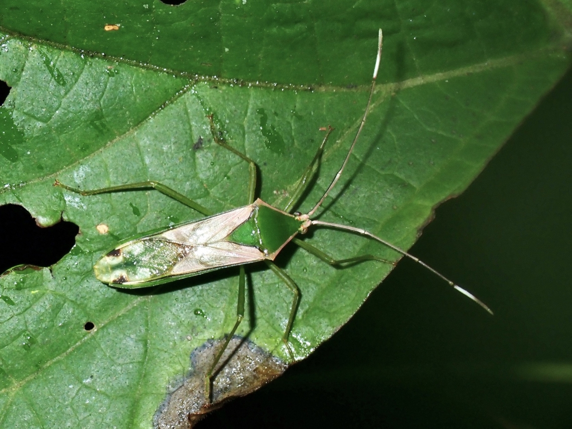 Leaf-Footed Bug - Homoeocerus striicornis VIETNAM Homoeocerus striicornis,Leaf-Footed Bug,Vietnam