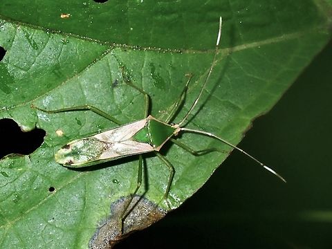 Leaf-Footed Bug - Homoeocerus striicornis VIETNAM Homoeocerus striicornis,Leaf-Footed Bug,Vietnam