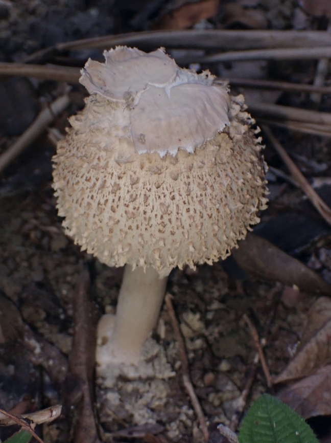 Mushroom - Clarkeinda trachodes  Clarkeinda trachodes,Malaysia,Mushroom,Penang