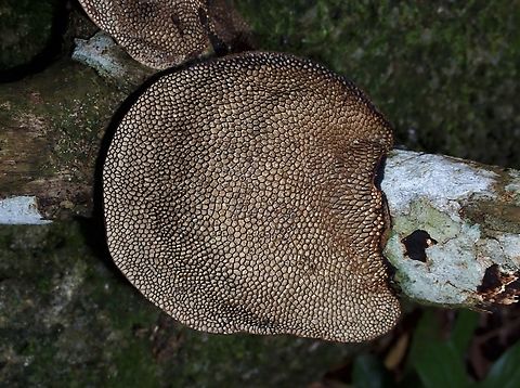 Bracket Fungi - Hexagonia tenuis  Bracket Fungi,Fungi,Hexagonia tenuis,Malaysia,Penang