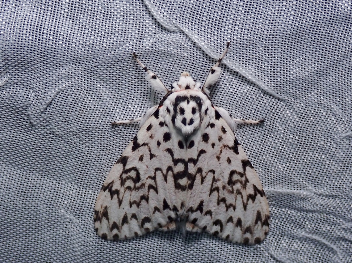 Tussock Moth - Lymantria singapura  Lymantria singapura,Moth,Palawan,Philippines,Tussock Moth