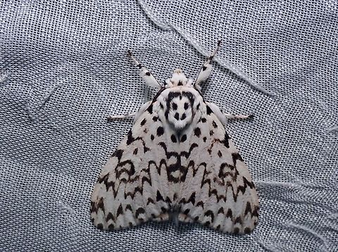 Tussock Moth - Lymantria singapura  Lymantria singapura,Moth,Palawan,Philippines,Tussock Moth